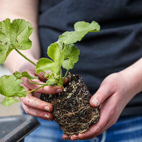 closeup of hands holding a plant