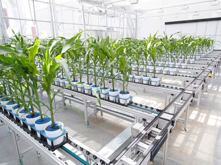 shelves of plants in a greenhouse