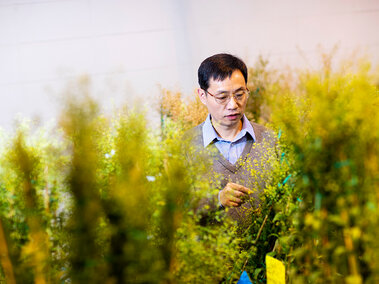 Lirong Zeng, Associate Professor of Plant Pathology, in his Beadle Hall lab