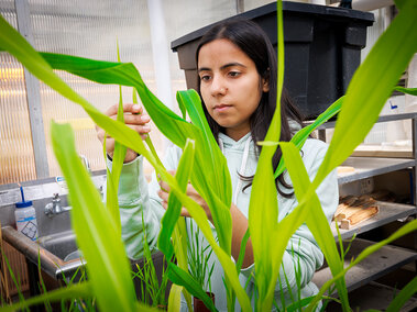 Graduate student Sofiya Arora looks over corn and wheat plants growing in an east campus greenhouse.