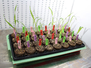 plants in trays