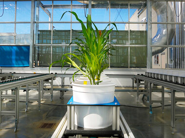 plant in a greenhouse