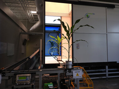 Plant imaging chambers